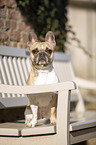 sitting French Bulldog