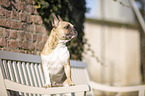 standing French Bulldog