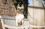 standing French Bulldog