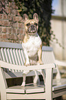 standing French Bulldog