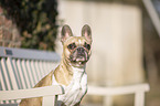 French Bulldog Portrait