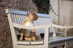 sitting French Bulldog