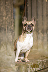 sitting French Bulldog