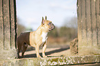 standing French Bulldog