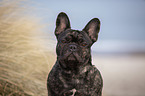 French Bulldog on the baltic sea