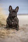 French Bulldog on the baltic sea