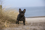 French Bulldog on the baltic sea