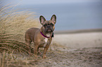 French Bulldog on the baltic sea