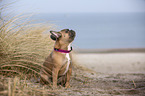 French Bulldog on the baltic sea