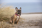 French Bulldog on the baltic sea