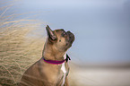 French Bulldog on the baltic sea