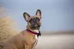 French Bulldog on the baltic sea