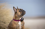 French Bulldog on the baltic sea