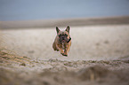 French Bulldog on the baltic sea