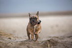 French Bulldog on the baltic sea