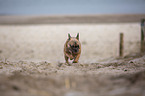 French Bulldog on the baltic sea