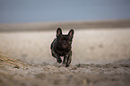 French Bulldog on the baltic sea