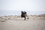 French Bulldog on the baltic sea