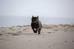 French Bulldog on the baltic sea