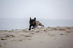 French Bulldog on the baltic sea