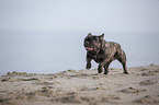 French Bulldog on the baltic sea