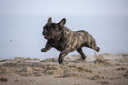 French Bulldog on the baltic sea