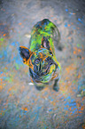 French Bulldog with holi powder