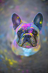 sitting French Bulldog