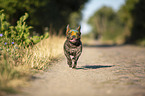 running French Bulldog