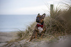 sitting French Bulldog