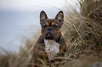 French Bulldog Portrait