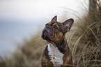 French Bulldog Portrait