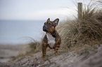 standing French Bulldog