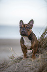 standing French Bulldog