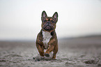 French Bulldog runs on the beach