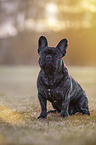 sitting French bulldog