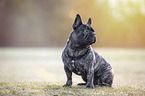 sitting French bulldog