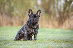 sitting French bulldog