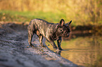 French bulldog on the lake shore