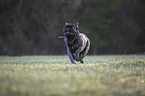 running French bulldog