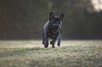 running French bulldog