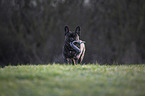 running French bulldog