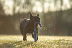 running French bulldog