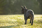 standing French bulldog