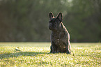 sitting French bulldog