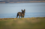 French bulldog on the lake shore