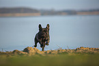 French bulldog on the lake shore