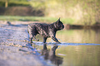 French bulldog on the lake shore