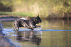 French bulldog on the lake shore