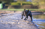 French bulldog on the lake shore